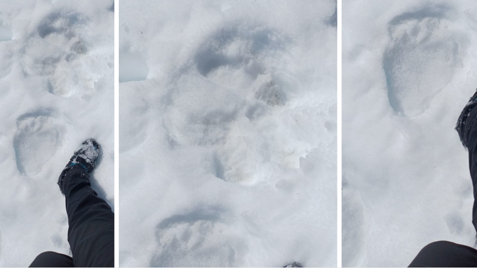 L’orso M29 si risveglia: prime tracce nel cuore della Valgrande  